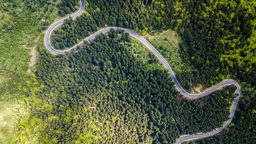 Aerial view of road amidst forest