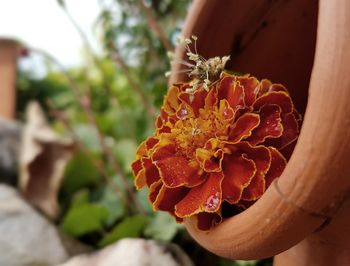 Close-up of flower blooming outdoors