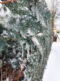 Close-up of snow covered tree trunk during winter