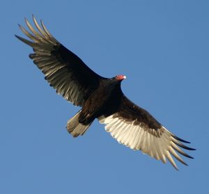 Low angle view of birds flying against blue sky