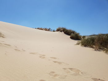 Low angle view of trees against clear blue sky