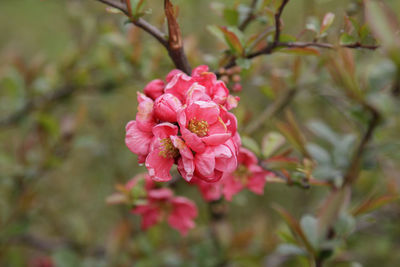 Close-up of pink rose