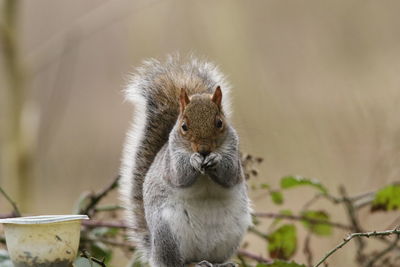 Close-up of squirrel