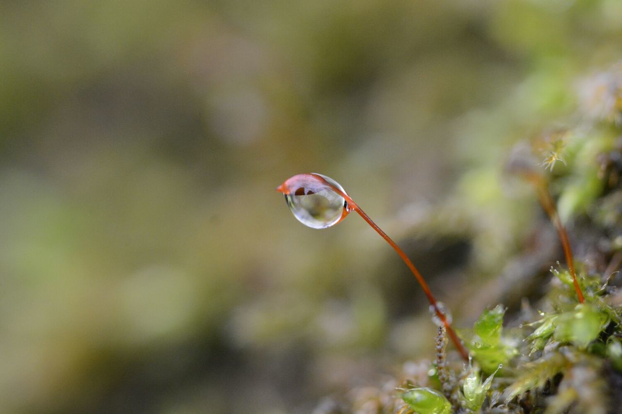 focus on foreground, close-up, drop, fragility, beauty in nature, water, growth, nature, freshness, selective focus, dew, plant, wet, tranquility, purity, outdoors, no people, stem, day, sphere