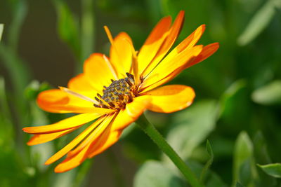 Close-up of orange flower