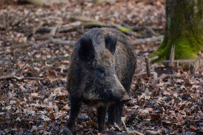 View of an animal on land