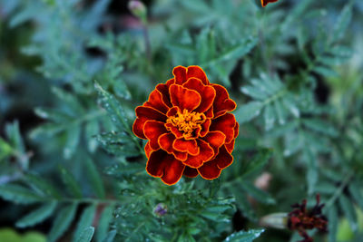 Close-up of flower blooming outdoors