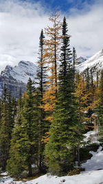 Trees and plants on snow covered mountain against sky