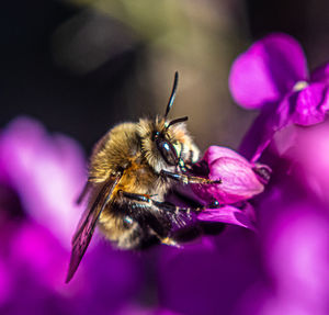 Close-up of bee pollinating on pink flower