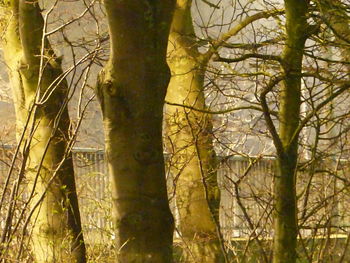 View of trees in forest