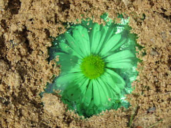 Close-up of flower blooming outdoors