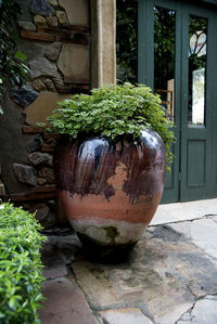 Close-up of potted plant in pot outside house