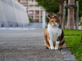 Portrait of cat sitting on footpath