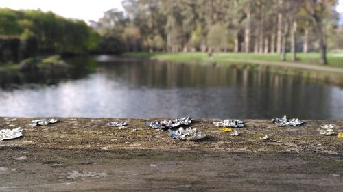 Birds in water