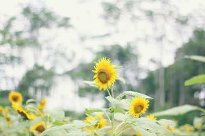 Close-up of yellow flowering plant