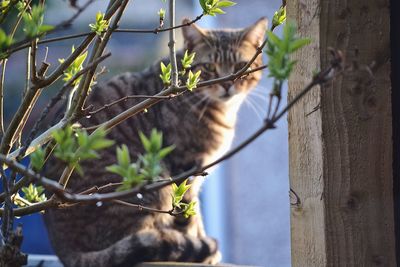 Cat on branch against sky