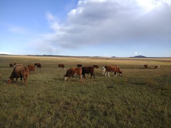 Horses in a field