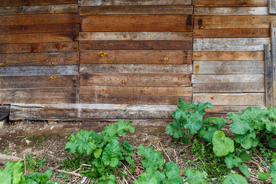 Close-up of old wooden wall
