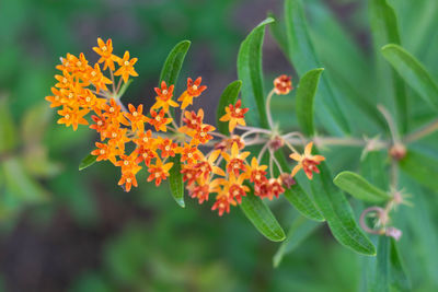 Close-up of orange flowering plant