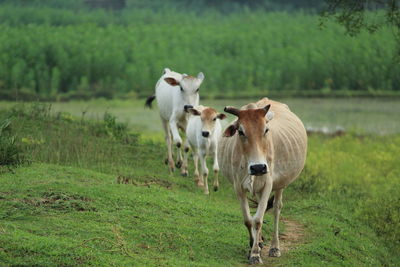 Cows standing walking on field