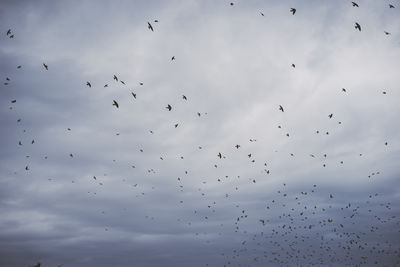 Low angle view of birds flying in sky