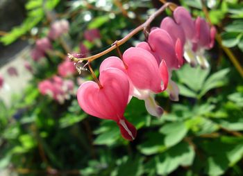 Close-up of pink flowering plant