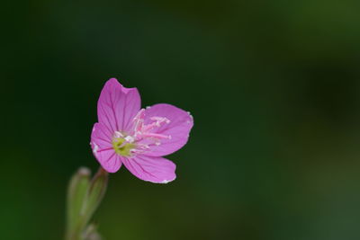 Close-up of pink flowers