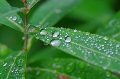 Close-up of raindrops on leaves