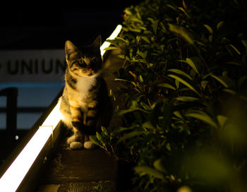 Cat sitting on a plant