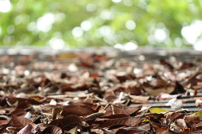 Close-up of dry autumn leaves