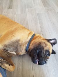High angle view of dog lying on floor