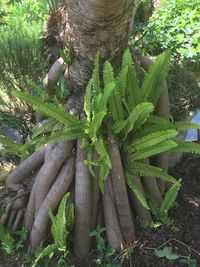 Plants growing on tree trunk