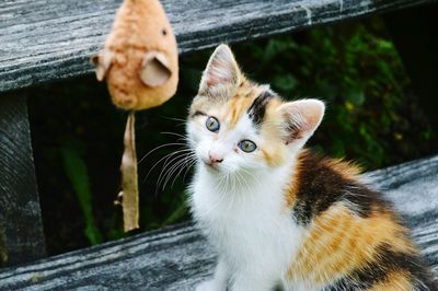 High angle view portrait of kitten