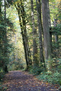 View of trees in the forest