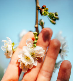 Close-up of hand holding flowering plant