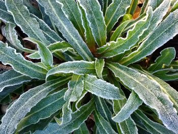 Full frame shot of plants