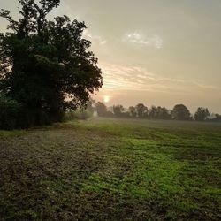 Trees on field against sky at sunset