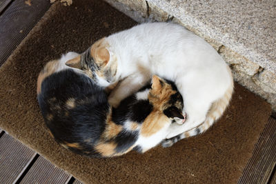 High angle view of cats sleeping