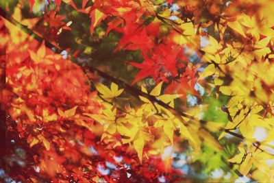 Close-up of maple leaves on tree