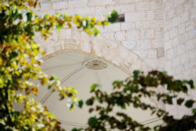 Low angle view of flowering plant against building wall