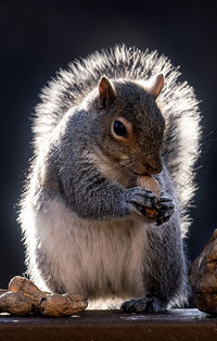 A backlit squirrel enjoying an evening meal