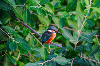 Low angle view of bird perching on plant