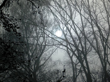 Bare trees in forest during winter