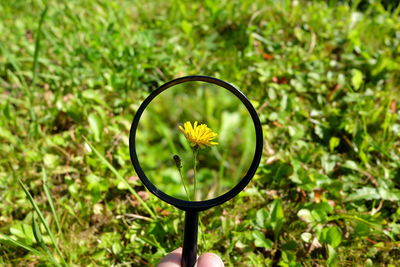 Yellow flower seen through magnifying glass