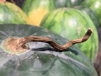 Close-up of lizard on plant