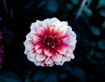 Close-up of pink dahlia flower