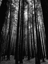 Low angle view of bamboo trees in forest