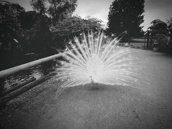 Close-up of peacock