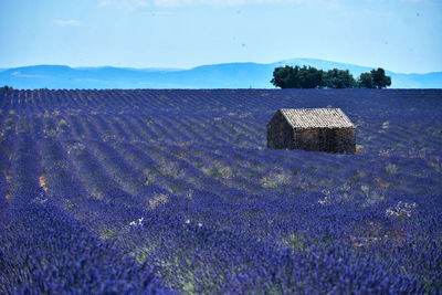 Scenic view of a lavender field against sky