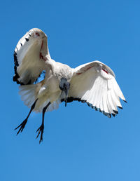 Low angle view of bird flying